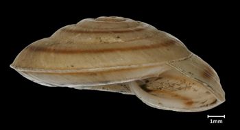 Media type: image;   Malacology 43366 Aspect: apertural